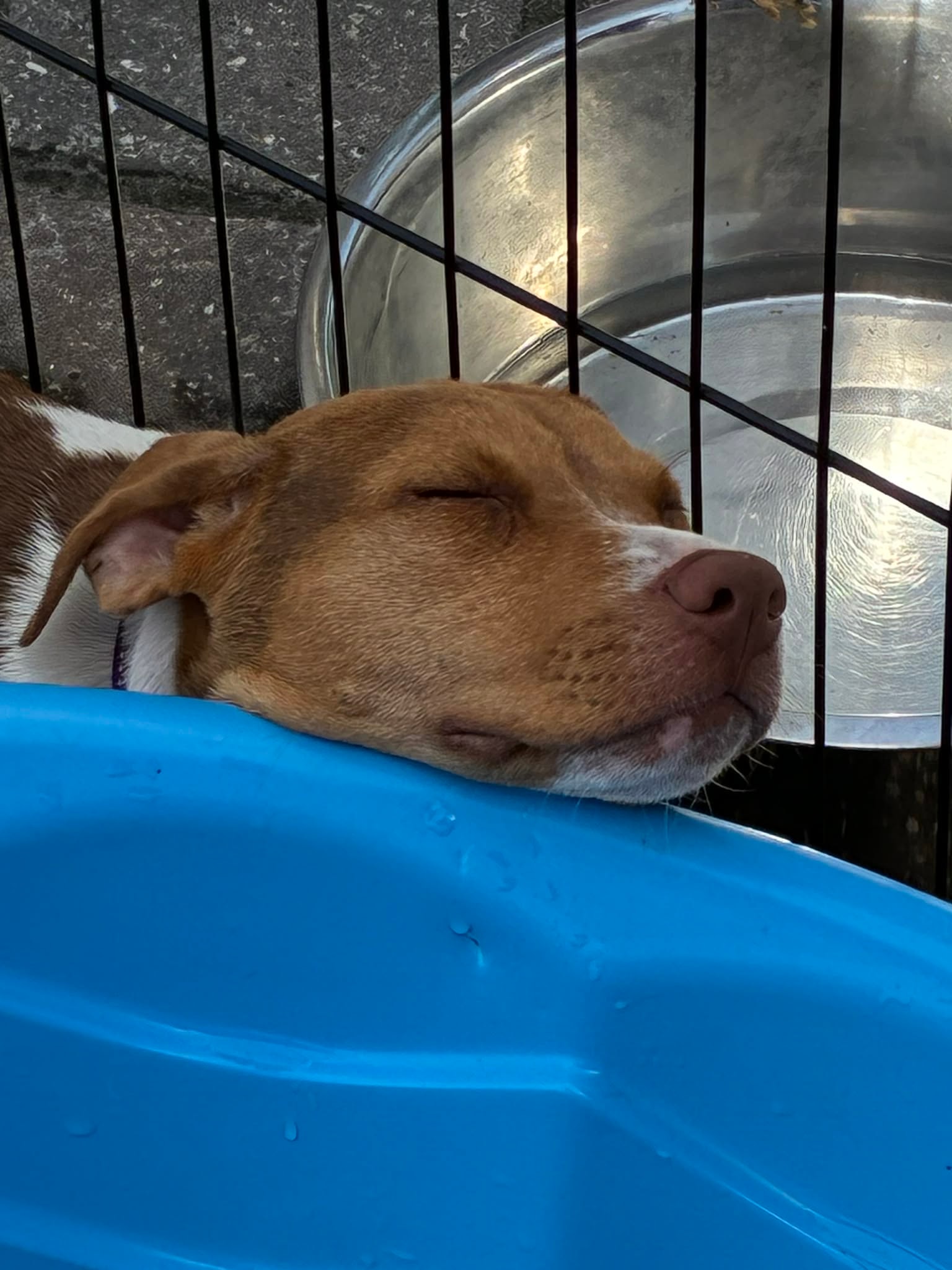 Person cuddling a puppy