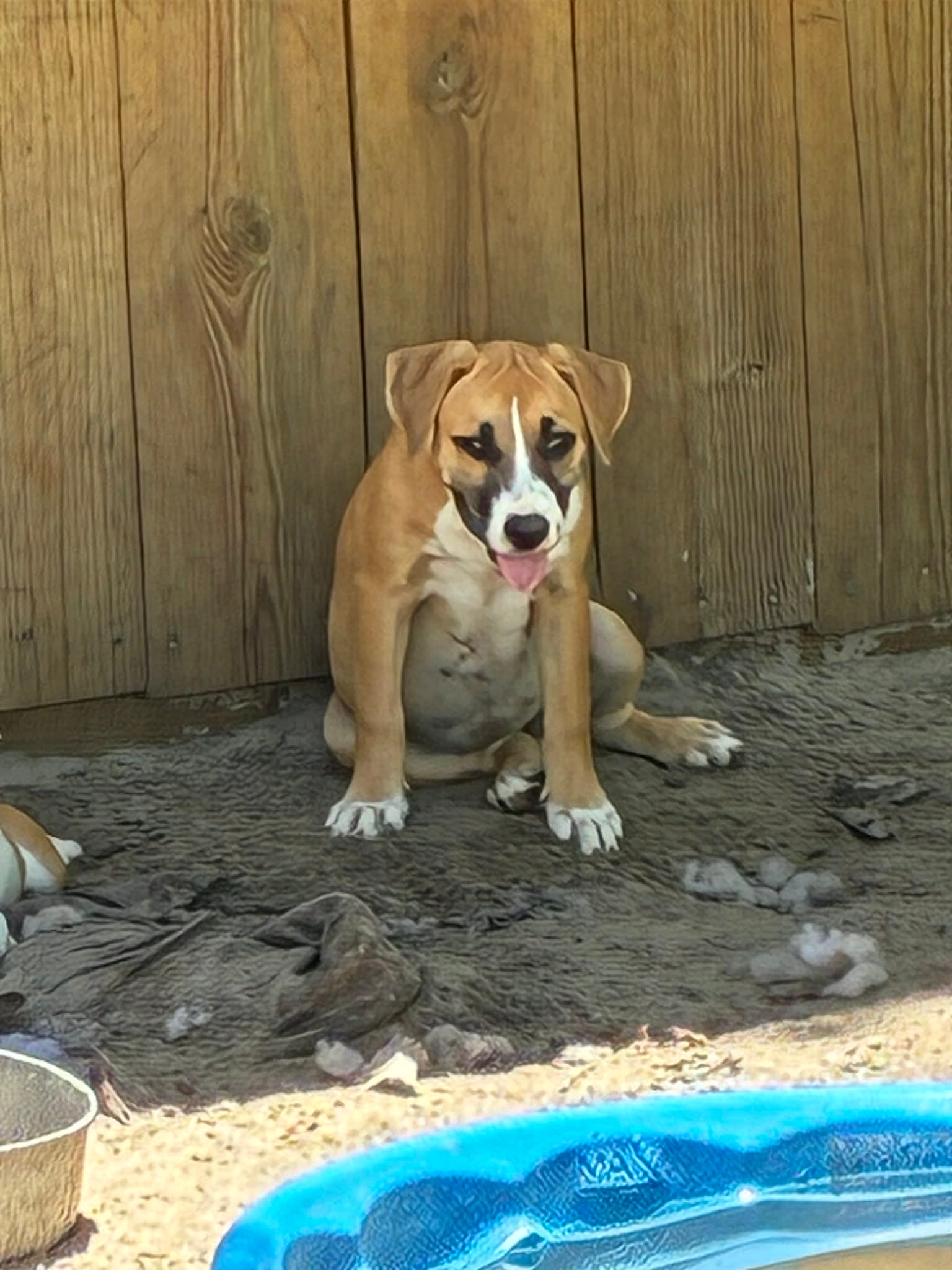 Puppy eating
