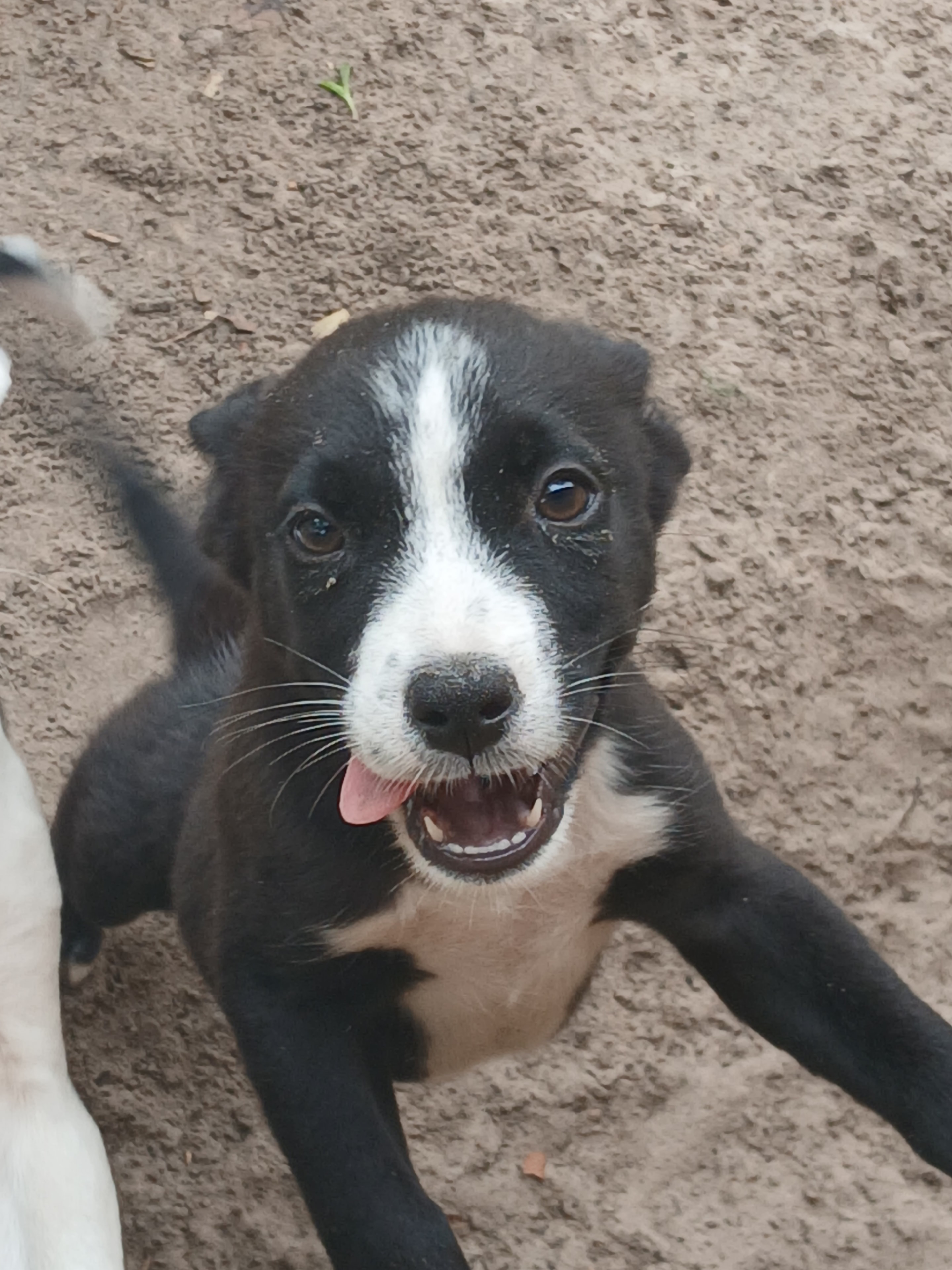Happy puppy in a loving home