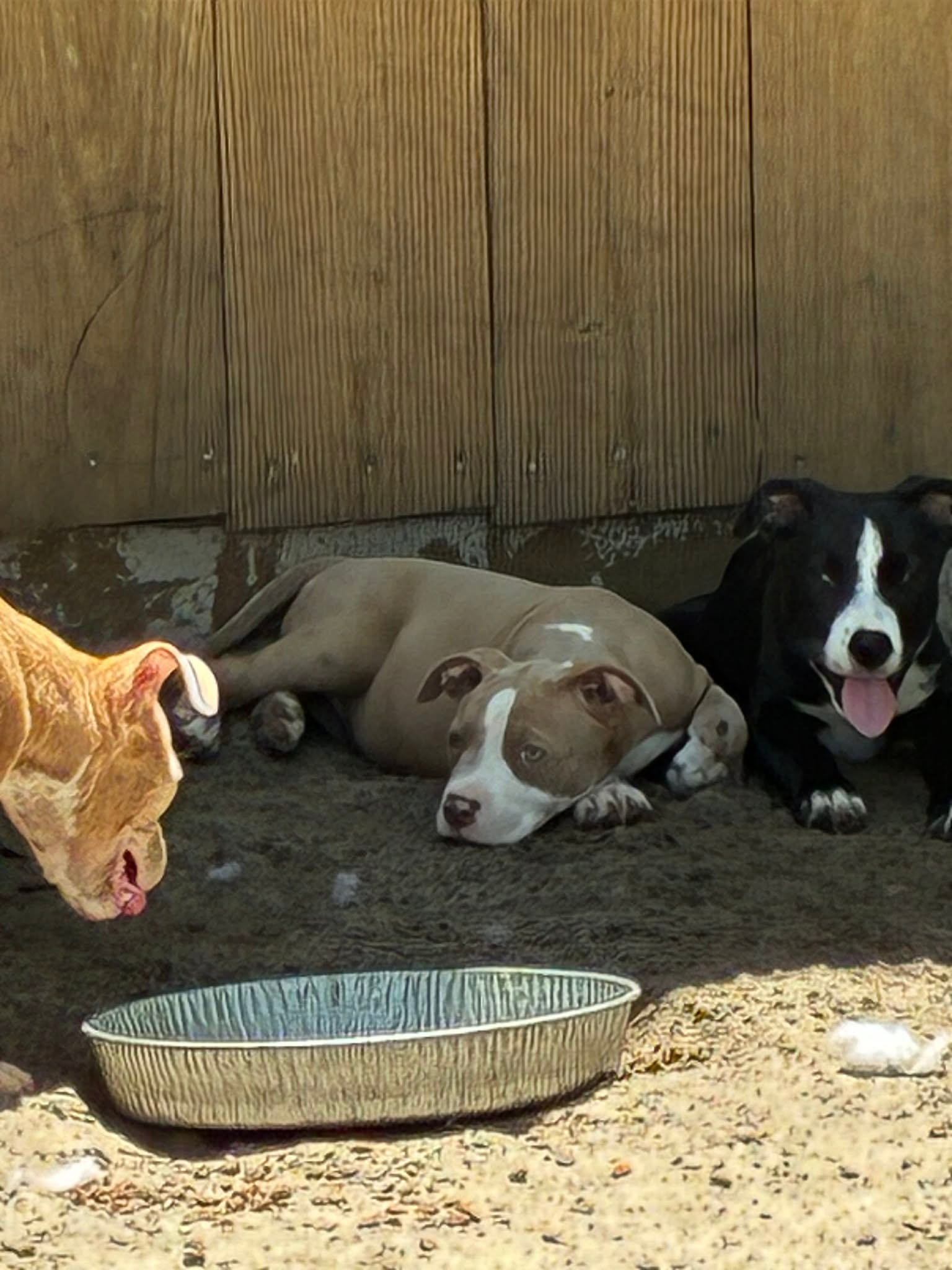 Puppy being cared for